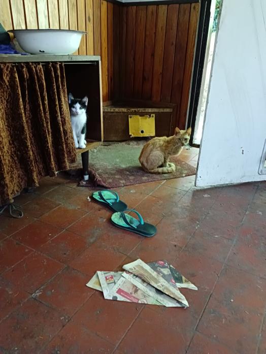 kočky uvnitř domu